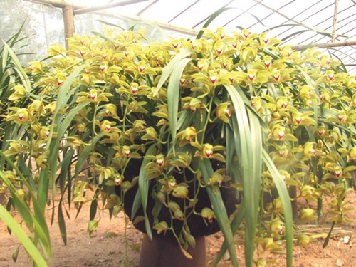 Lan Trần Mộng giúp xóa đói giảm nghèo